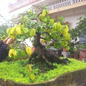 Cận cảnh cây khế bonsai thế dáng đẹp lạ nhưng có giá "rẻ" như cho