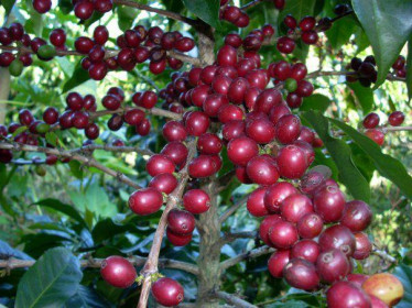Giá cà phê hôm nay 27/11: Cà phê Robusta tăng vọt, trong nước cùng vượt mốc 33 triệu đồng/tấn