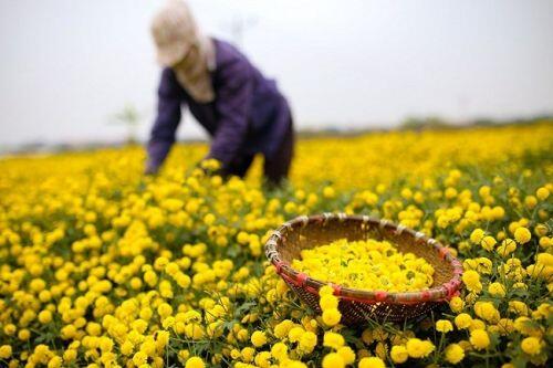 Bông hoa bé bằng cúc áo dùng làm thuốc, pha trà có giá bán tới 800.000 đồng/kg