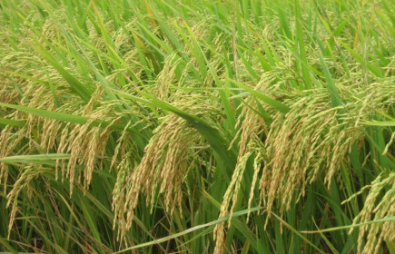 Giá lúa gạo hôm nay ngày 1/12: Giá lúa gạo tiếp đà tăng mạnh