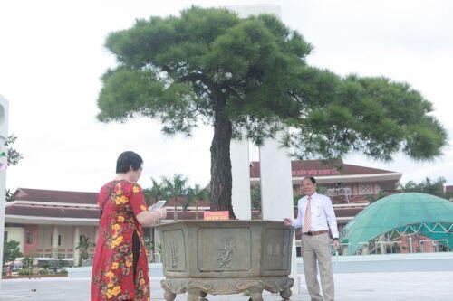 Cây thông 200 năm tuổi, nữ đại gia trả gần 4 tỷ đồng chủ nhân vẫn không bán