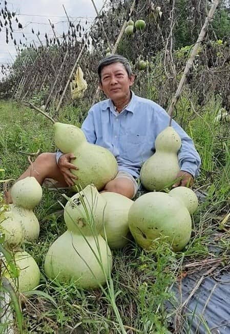 Lão nông sở hữu vườn bầu tiên 'độc nhất vô nhị', có quả lên tới cả triệu đồng