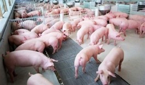 DACT muốn thoái sạch vốn tại một doanh nghiệp chăn nuôi lợn