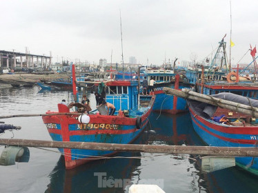 Đà Nẵng chi 112,4 tỷ đồng hỗ trợ ngư dân
