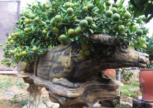 Trâu vàng "cõng" quất bonsai hút khách sành chơi, giá chục triệu đồng