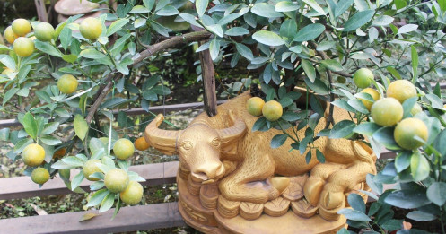 Trâu vàng "cõng" quất bonsai hút khách sành chơi, giá chục triệu đồng
