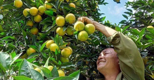 Việt Nam có 27.000 hộ nông dân thu nhập trên 1 tỷ đồng mỗi năm