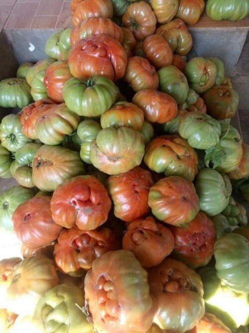 Kỳ lạ cà chua xấu xí ở Sơn La siêu đắt khách