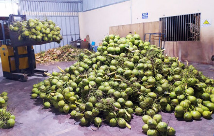 Bến Tre: Một hệ thống siêu thị nước ngoài đặt mua 10 triệu trái dừa/năm, vì sao tìm 'mỏi mắt' không đủ?