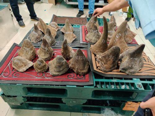 Gần 1 tạ sừng nghi tê giác được thu giữ tại Sân bay Tân Sơn Nhất