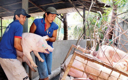 Giá lợn hơi hôm nay 26/12: Tăng mạnh 5.000 đồng/kg