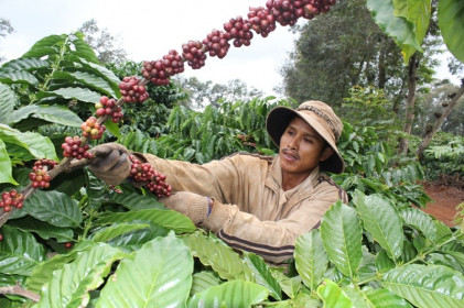 Giá cà phê hôm nay 29/12: Xuất khẩu giảm do vận tải, vụ mới tại Việt Nam thu hoạch được 70%