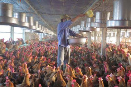 Công ty giống gia cầm Minh Dư đưa ra thị trường 60 triệu gà ta giống