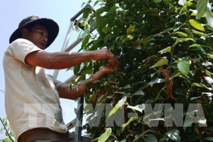 Thị trường nông sản tuần qua: Giá tiêu bật tăng trở lại