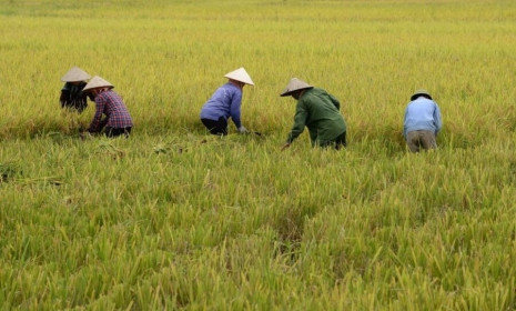 Giá lúa gạo ngày 3/1: Giá gạo xuất khẩu tăng 5 USD/tấn