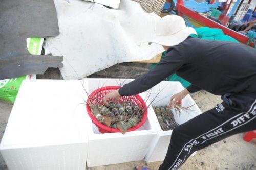 Tôm hùm tăng giá gấp 2-3 lần, cửa hàng mong khách thông cảm