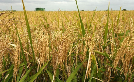 Giá lúa gạo hôm nay ngày 5/1: Giá lúa Đông Xuân tiếp tục ở mức cao