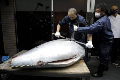 Ẩm thực cao cấp suy thoái, giá 'siêu cá ngừ' Nhật sụt thảm chỉ còn 5 tỷ đồng