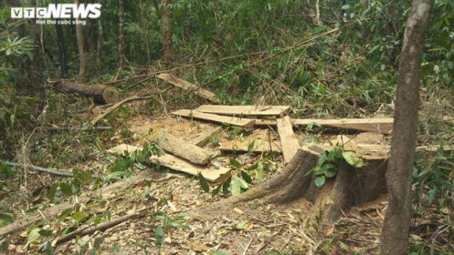 Bắt tạm giam Chủ tịch Hội đồng thành viên công ty phá 3 ha rừng