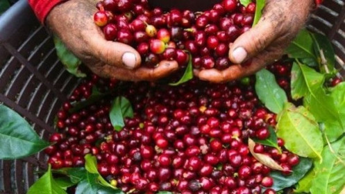 Giá cà phê hôm nay 9/1: Đà giảm khó dừng; Nguồn cung dư thừa cả 100.000 tấn đe dọa giá tiêu