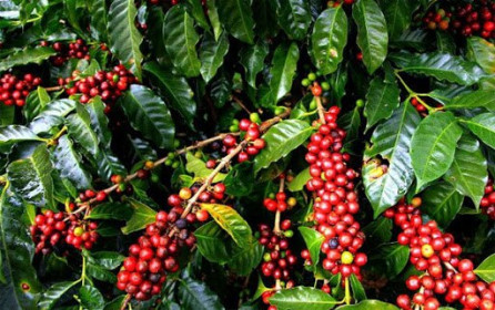 Giá cà phê hôm nay 10/1: Giảm 1.000 - 1.200 đồng/kg trong tuần đầu năm 2021, nông dân găm hàng khi giá thấp