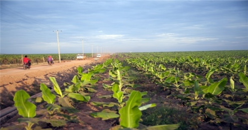 Thagrico có thể niêm yết và trở thành công ty nông nghiệp lớn nhất trên sàn chứng khoán