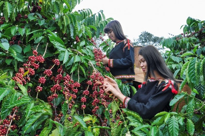 Giá cà phê hôm nay 11/1: Doanh nghiệp Việt thích ứng trong đại dịch, tin tưởng triển vọng năm 2021