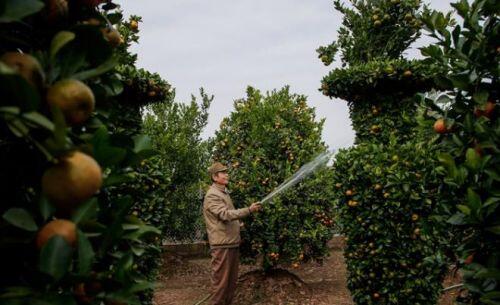 Độc đáo quýt lục bình giá hàng chục triệu đồng chơi Tết Tân Sửu