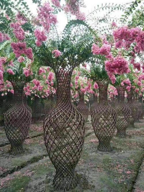 Độc đáo quýt lục bình giá hàng chục triệu đồng chơi Tết Tân Sửu