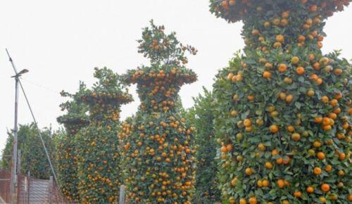 Độc đáo quýt lục bình giá hàng chục triệu đồng chơi Tết Tân Sửu