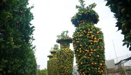 Độc đáo quýt lục bình giá hàng chục triệu đồng chơi Tết Tân Sửu