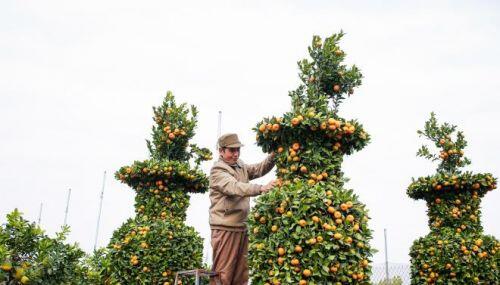 Độc đáo quýt lục bình giá hàng chục triệu đồng chơi Tết Tân Sửu