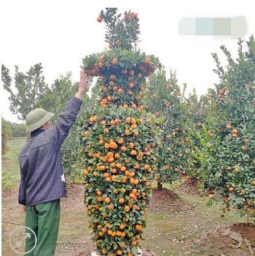 Độc đáo quýt lục bình giá hàng chục triệu đồng chơi Tết Tân Sửu