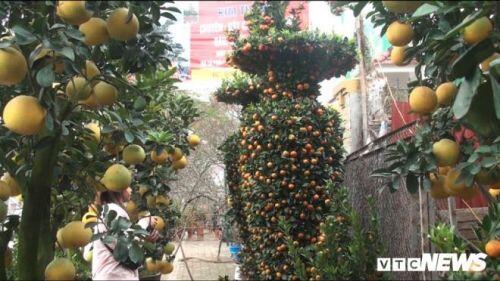 Độc đáo quýt lục bình giá hàng chục triệu đồng chơi Tết Tân Sửu