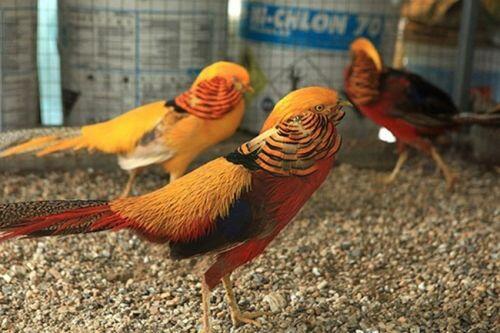 Bỏ phố về quê nuôi loài chim có lông rực rỡ kiếm vài trăm triệu/năm