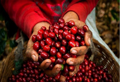 Giá cà phê hôm nay 16/1: Robusta tăng cao nhất từ đầu năm, trong nước đồng loạt vượt mốc 32 triệu đồng/tấn