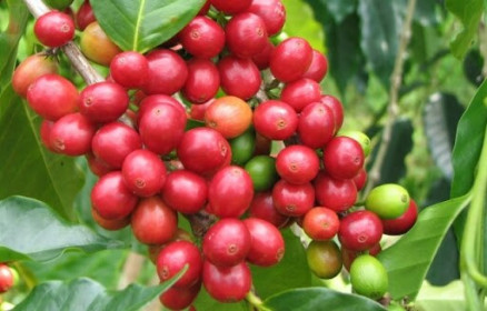 Giá cà phê hôm nay 17/1: Tăng 300 - 500 đồng/kg so với đầu tuần, dự đoán lên mức 33 triệu đồng/tấn
