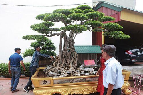Vườn cây di sản của 'ông vua' cây cảnh Việt Nam, đại gia Trung Quốc trả hơn 500 tỷ không bán