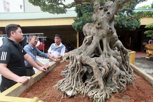 Vườn cây di sản của 'ông vua' cây cảnh Việt Nam, đại gia Trung Quốc trả hơn 500 tỷ không bán