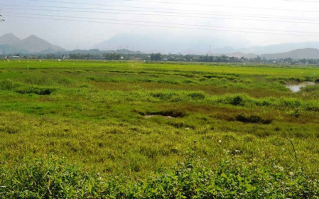 Đà Nẵng: Giá đất nông nghiệp "lao dốc" chỉ vài chục ngàn/m2