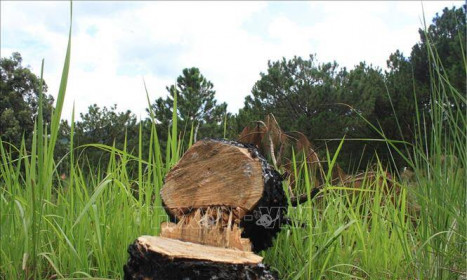 Chấm dứt hoạt động Dự án đầu tư sân golf và khu nghỉ dưỡng Đà Lạt