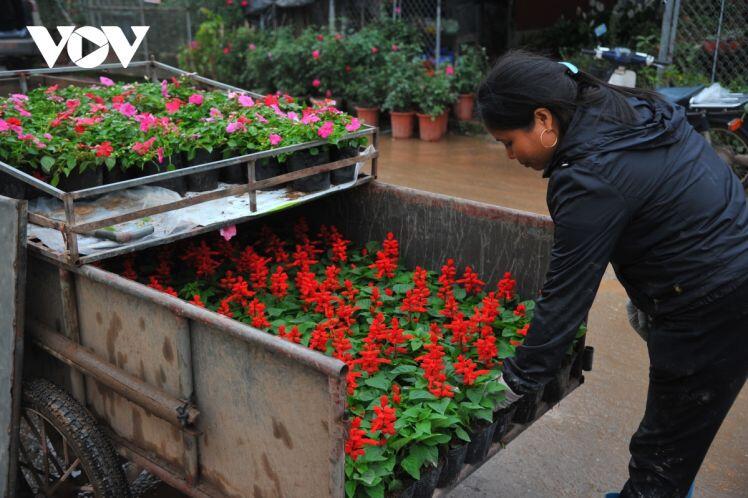 Giá nhiều loại hoa Tết ở Xuân Quan lên đến cả chục triệu đồng