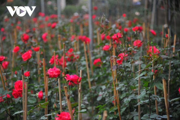 Giá nhiều loại hoa Tết ở Xuân Quan lên đến cả chục triệu đồng