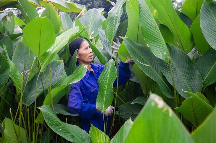 Nông dân làng Hà Nội "hốt bạc” nhờ trồng loại lá không thể thiếu dịp Tết Nguyên Đán