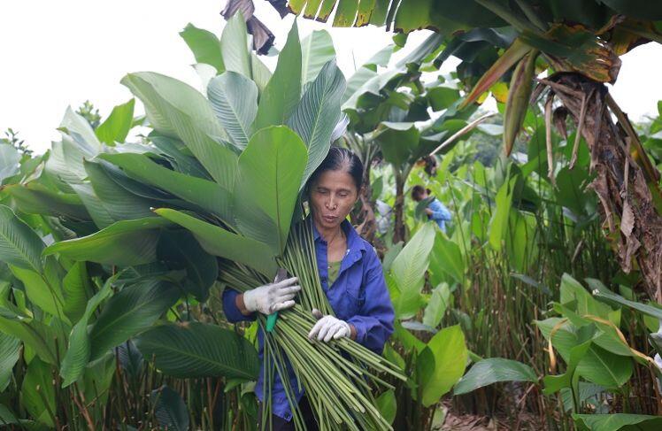 Nông dân làng Hà Nội "hốt bạc” nhờ trồng loại lá không thể thiếu dịp Tết Nguyên Đán