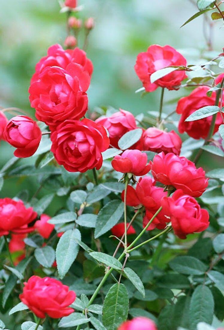 Hoa hồng đủ màu sặc sỡ, giá 500 nghìn đồng/chậu hút khách chơi Tết