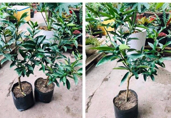 Biết “bị lừa”, khách hàng vẫn chi hàng triệu đồng để mua cây này về chơi Tết