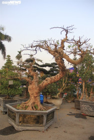 Ngắm cây sung thế lạ gần 100 tuổi giá trăm triệu đồng