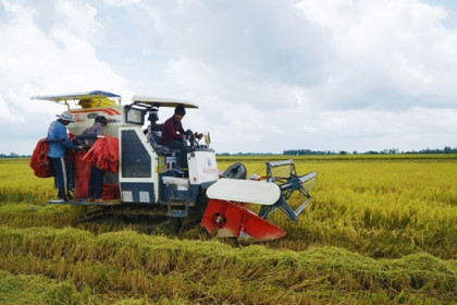 Giá lúa gạo hôm nay ngày 28/1: Nhu cầu mua nhiều, giá lúa gạo tiếp tục tăng