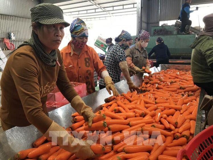 Hải Dương: 75% sản lượng cà rốt được xuất khẩu